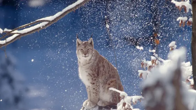 Lince da Eurásia na neve