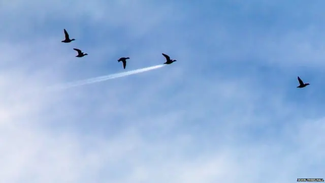 ਉੱਡਦੇ ਪੰਛੀ, ਜਾਨ ਥਰੇਲਫੌਲ