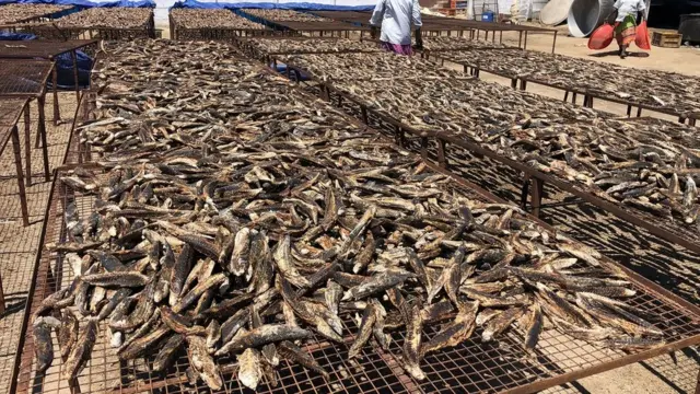 மாசிக் கருவாடு