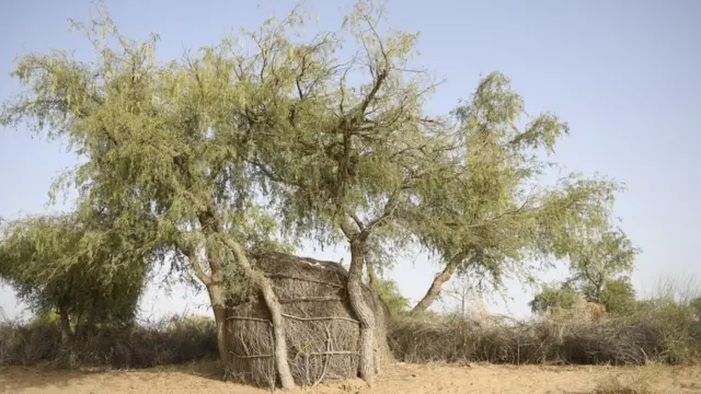 वो पेड़ जहां इन तीन नाबालिगों के शव लटके पाए गए थे.