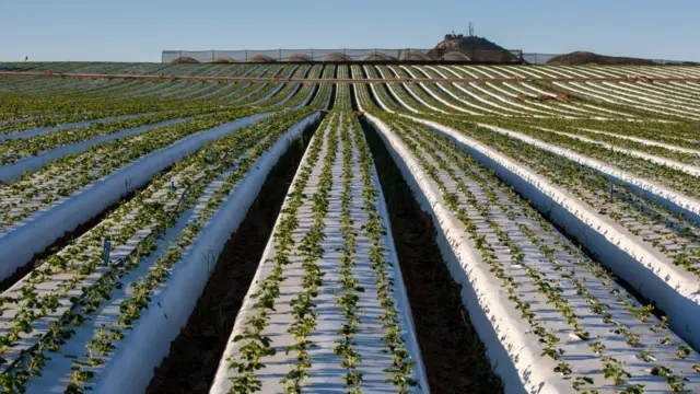 Plantación de fresas.