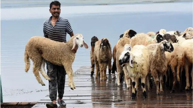 ভেড়ার পাল নিয়ে আসা ব্যবসায়ীরা হতাশ