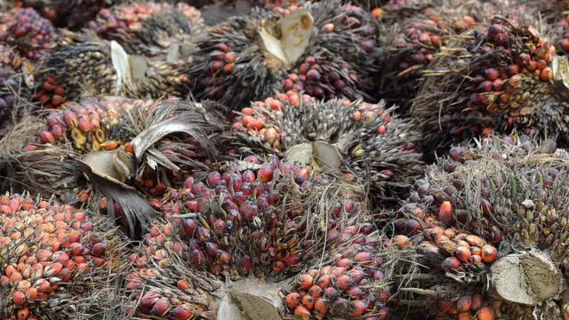 பாமாயில் விதை