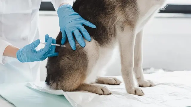 دسترسی پناهگاه حیوانات استان به سوابق پزشکی حیوانات قطع شده بود