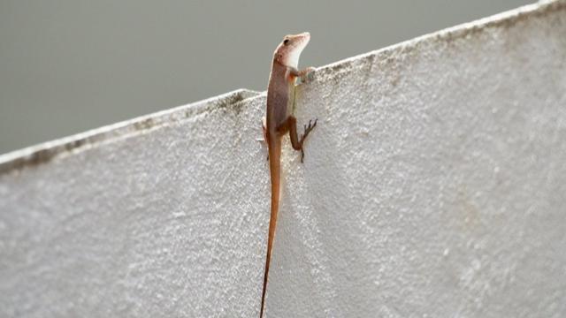 波多黎各的蜥蜴（Anole lizards)爬墙