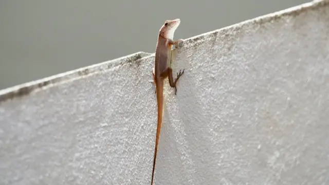 波多黎各的蜥蜴(Anole lizards)爬墙