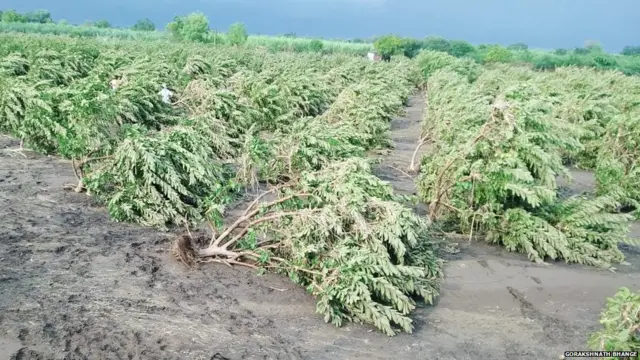 पेरुची बाग