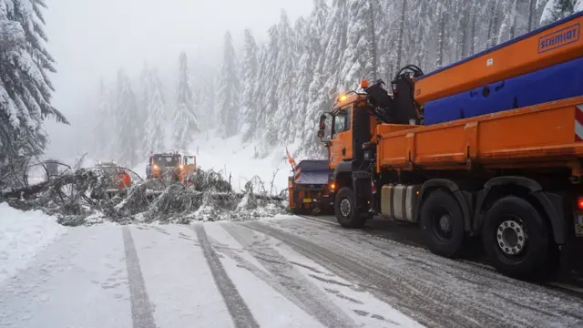 برف اور گرے ہوئے درخت