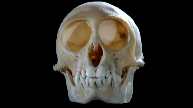 Обезьяны отличаются от многих животных своим интеллектом