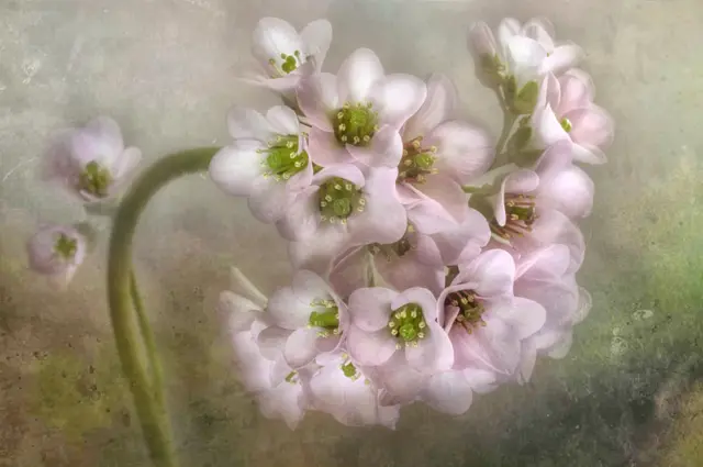 Bergenia by Dianne English