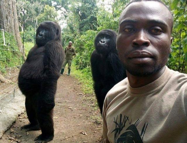 刚果维龙加国家公园的两只大猩猩摆姿势。