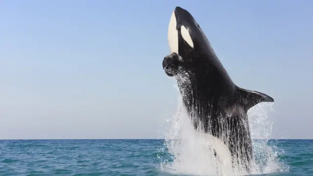 Косатка, высунувшася из воды.