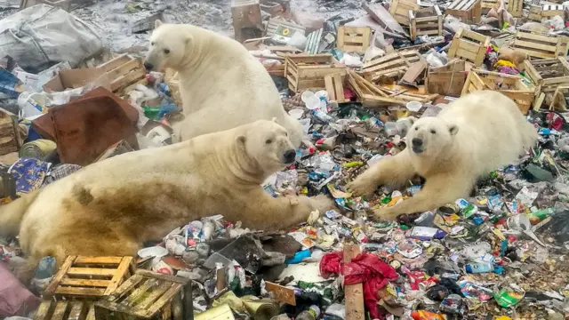 Белые медведи на Новой Земле