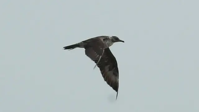 ஆர்டிக் ஸ்குவா