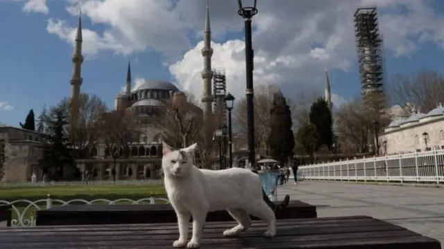 киця, туреччина