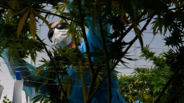 Cultivador de marihuana.