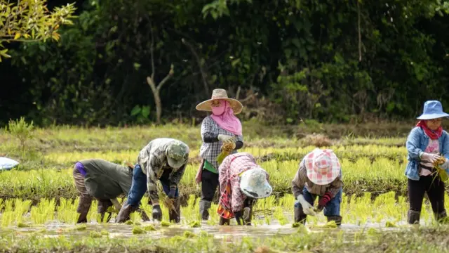 ชาวนาในนา