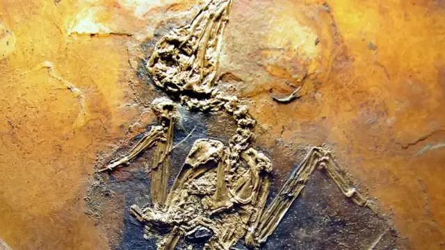 메셀 피트의 화석들