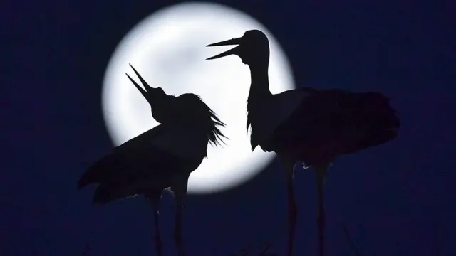 The pink supermoon rises behind the storks in their nest