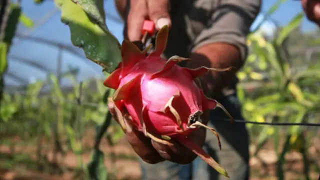 Palestinian farmers harvest pitaya also known as dragon fruit.