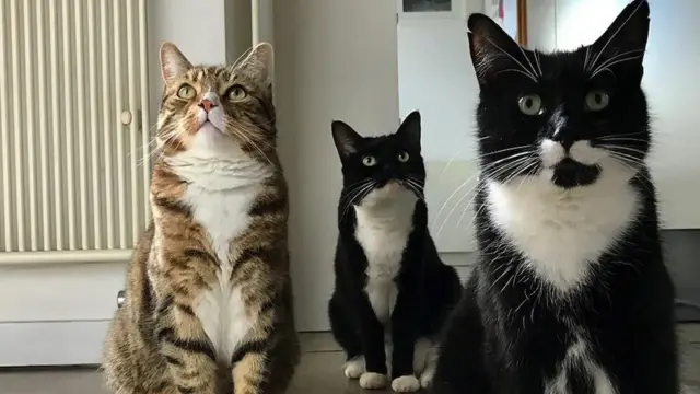 Marjan Debever kaže da u njenom iskustvu ne postoje dva ista mačja predenja