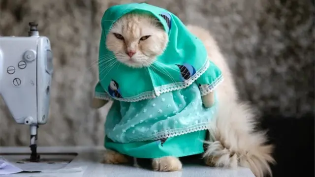 A cat wears a traditional Indonesian Muslim outfit made by cat tailor Fredi Lugina Priadim in a workshop in Bogor, Indonesia, 02 December 2020