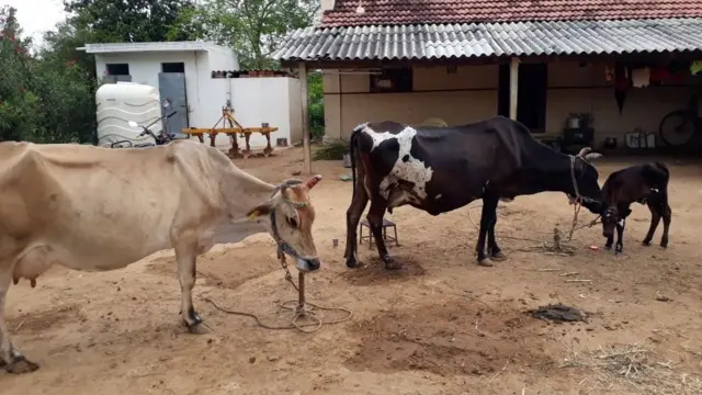 பசுமை சாலை