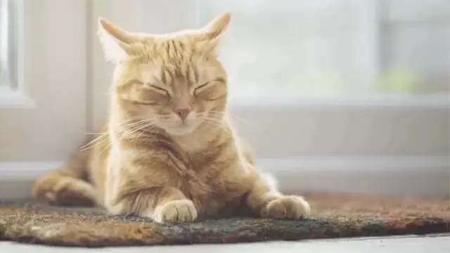 La scientifique Lauren Scott s'est rendue dans un café pour chats à but caritatif en Californie et a filmé 194 minutes d'expressions faciales.