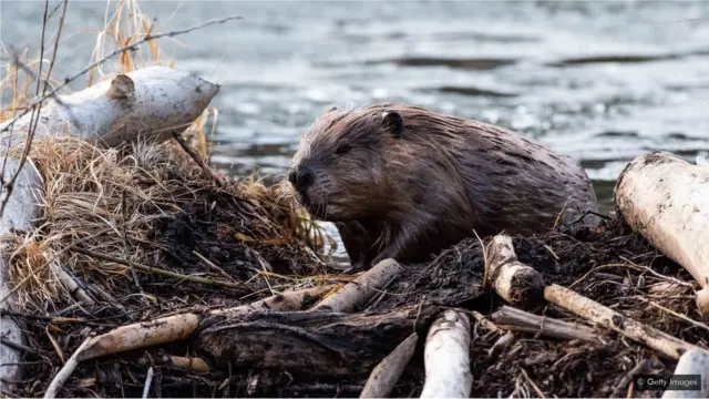 एक जलीय जीव