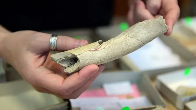 நியாண்டர்தால்