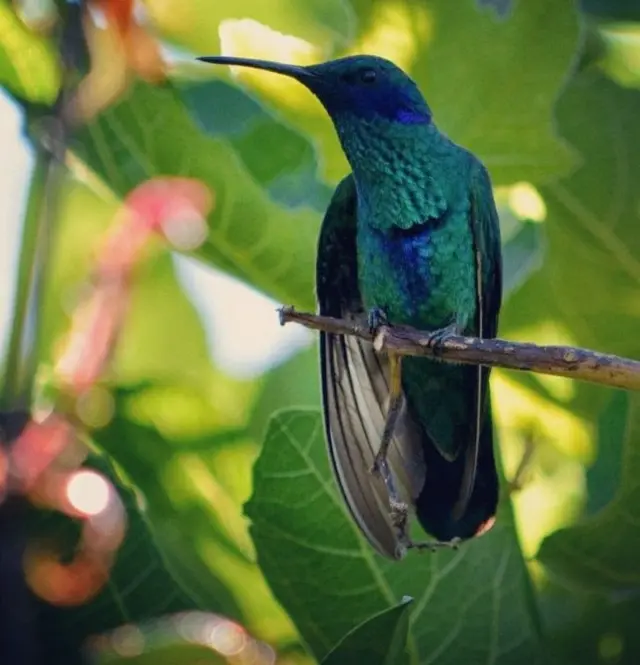 Colibrí