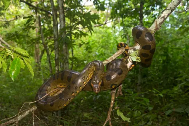 Un serpent anaconda s'enroule autour d'une branche au Brésil.
