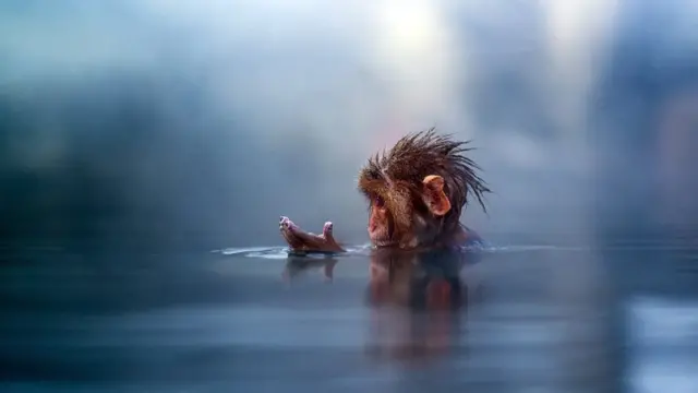 Do sada je pronađeno samo kod jednog primata da ima nabiranje vrhova prstiju izazvano vodom – kod japanskog makaki majmuna