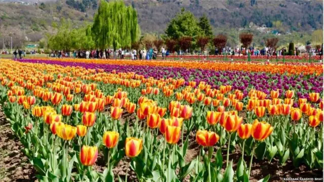 श्रीनगरमधली ट्यूलिप गार्डन