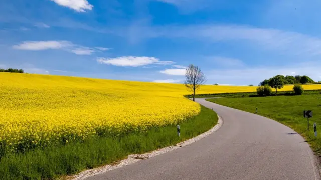 الوقود الحيوي يعد أحد بدائل الوقود الأحفوري في قطاع الطيران