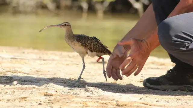 مشروع "كيفي كواكا" يزود الطيور بأجهزة تعقب لمراقبة كيفية استجابتها للمخاطر الطبيعية