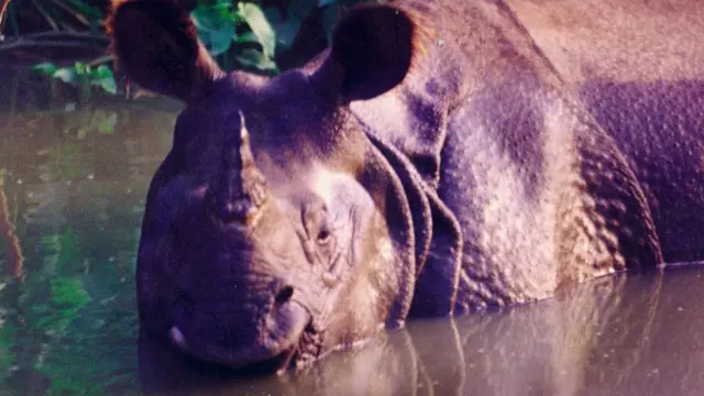 चितवनको गैँडा