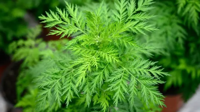 Akwụkwọ Artemisia Annua