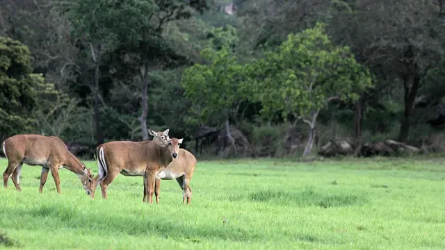 कंबोडिया