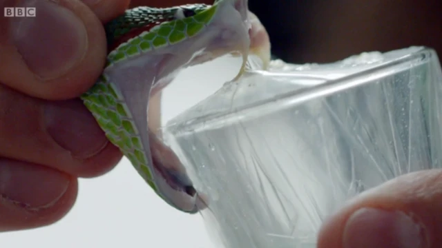 सांप का ज़हर