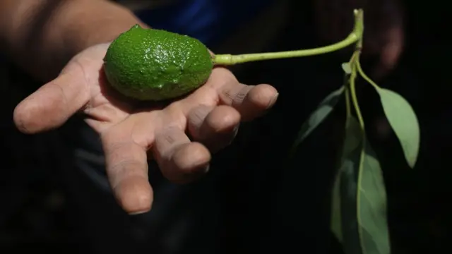 Palta
