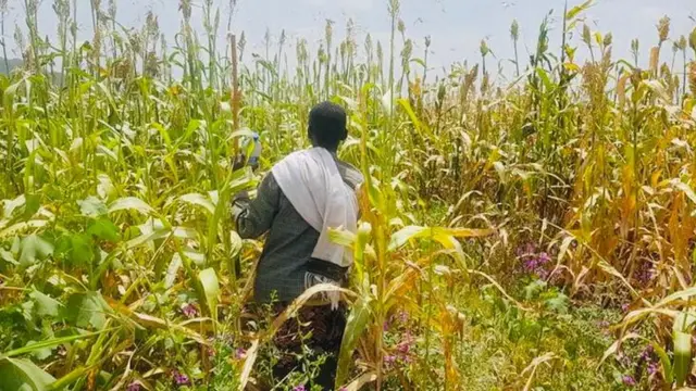 ብኣንበጣ ዝተበልዐ እኽሊ