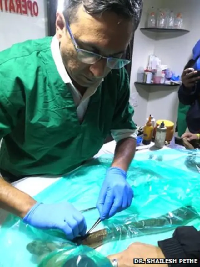 पशुवैद्यकीय अधिकारी डॉ. शैलेश पेठे नागावर उपचार करताना.