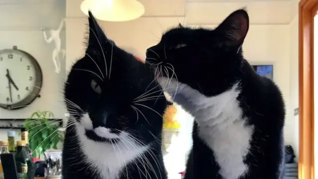 Mačke često predu dok čiste jedna drugu