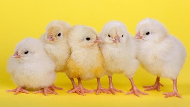 刚出壳的雏鸡就具备非凡的技能。(图片来源: Ernie Janes/naturepl.com)