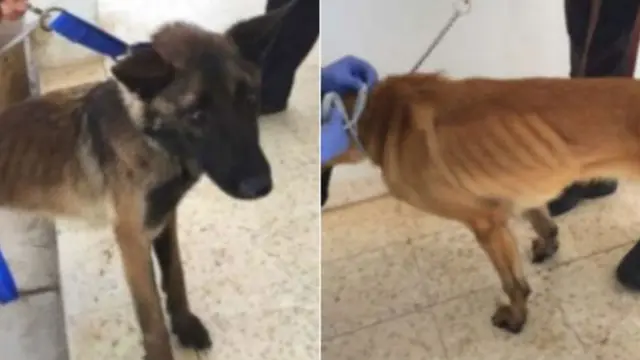 Izi mbwa zibiri zakuwe muri Yorodania zirwaye indwara iturutse ku kugaburirwa nabi