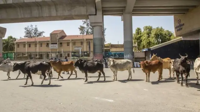 India ndiyo nchi iliyotangaza marufuku kubwa zaidi ya watu kutotoka nje duniani: watu bilioni 1.3 wanatakiwa kukaa nyumbani kwa siku 21. Barabara hazina wapitao na hawa ng'ombe wakachukua nafasi hiyo kujivinjari jijini New Delhi.