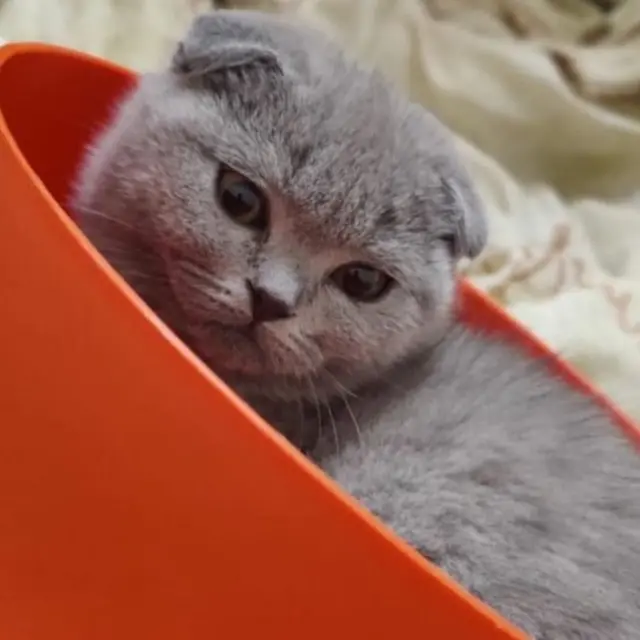 யுக்ரேன் மருத்துவ மாணவர் கவுதம் - பூனை