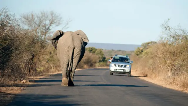 По словам Джулии Албу, она впервые почувствовала, что ее ждут приключения, когда в Ботсване слон чуть не врезался в ее автомобиль