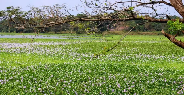 እምቦጭ አረም